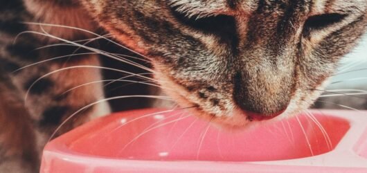 Être présent sans être là : quand l’humain augmenté délègue le soin de son animal